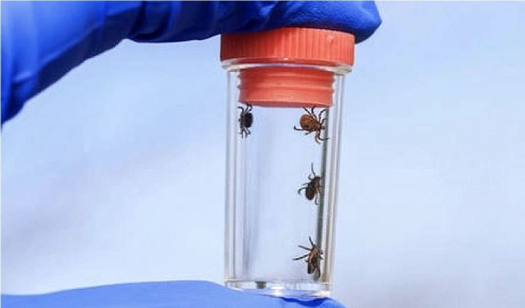 blood sucking ticks russia, blood sucking ticks,russia, ticks, corona, કોરોના